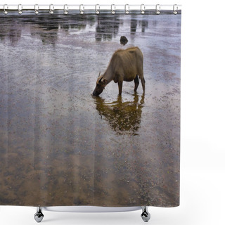 Personality  Cambodian Wild Water Buffalo Calf Eating  Shower Curtains