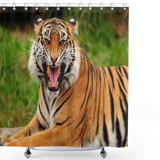 Personality  Roaring Tiger Shower Curtains