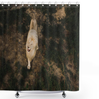 Personality  Elevated View Of Lion Walking On Grassy Ground At Zoo  Shower Curtains