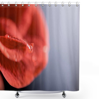 Personality  Macro View Of Red Amaryllis Flower, Selective Focus Shower Curtains