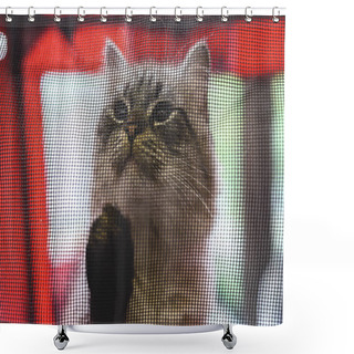 Personality  Cat Of The Ragdoll Breed Inside The Box Shower Curtains