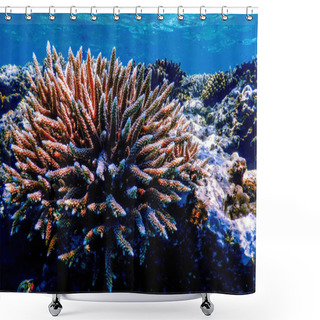 Personality  Coral Texture Underwater, Coral Reef Texture, Tropical Waters, Marine Life Shower Curtains