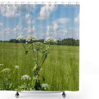 Personality  Cow Parsnip Blooms Shower Curtains