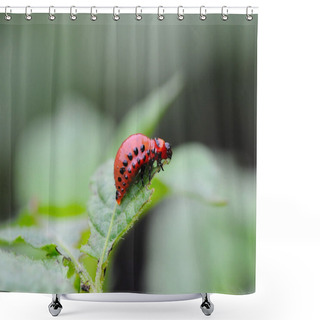Personality  Larva Of The Colorado Beetle Shower Curtains