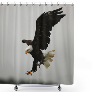 Personality  Bald Eagle Shower Curtains