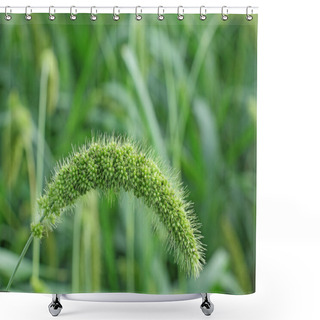 Personality  Indian Foxtail Millet Shower Curtains