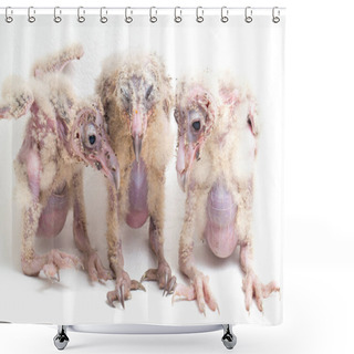 Personality  Three Chick Of Barn Owl Tyto Alba Isolated On White Background Shower Curtains