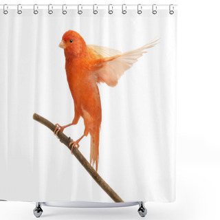 Personality  Red Canary Serinus Canaria, Perched On A Branch Against White Background Shower Curtains