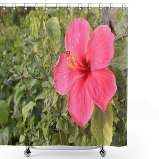 Personality  Pink Hibiscus Flower On Tree In Farm For Sell Are Cash Crops. It's Have Antioxidants.it's Help Weight Loss, Reduce The Growth Of Bacteria And Cancer Cells And Support The Heart And Liver Shower Curtains