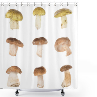 Personality  Different Types Of Mushrooms Shower Curtains