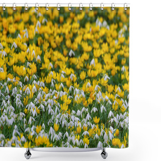 Personality  Spring Aconites In Full Bloom Shower Curtains