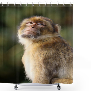 Personality  Macaca Sylvanus Outdoors Shower Curtains