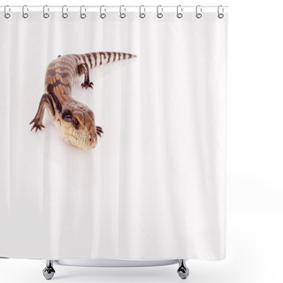 Personality  Australian Baby Eastern Blue Tongue Lizard Closeup Walking On Reflective White Perspex Base Isolated Against White Background, Copy Space In Landscape Format Shower Curtains