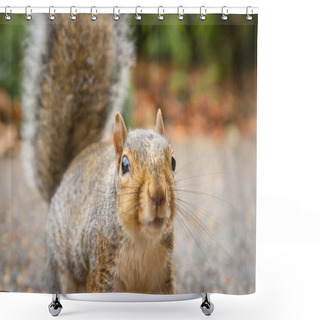 Personality  Cute Grey Squirrel In The Park Shower Curtains