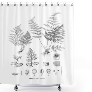 Personality  Illustration Of Fern. Old Image Shower Curtains