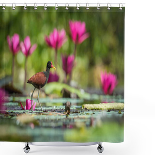 Personality  The Wattled Jacana, Jacana Jacana Is Walking In The Typical Environment Of Trinidad Wetlands Shower Curtains