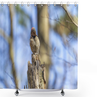 Personality  Bird. The Northern Flicker In Spring. Natural Scene From State Park Of Wisconsin. Shower Curtains