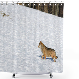 Personality  Italian Wolf (canis Lupus Italicus) Shower Curtains