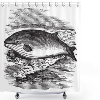 Personality  Fin Whale Or Balaenoptera Physalus Vintage Engraving Shower Curtains