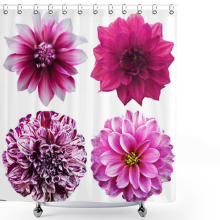 Personality  Set Of Dahlia Flower Heads Isolated On White Shower Curtains