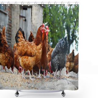 Personality  Chickens On Traditional Free Range Poultry Farm Shower Curtains