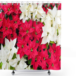 Personality  Red And White Poinsettias, Christmas Flowers Shower Curtains