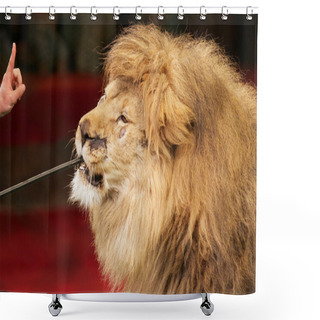 Personality  Feeding The Lions At The Circus Shower Curtains
