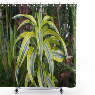 Personality  Stunning Yellow And Green Color Leaves Of Dracaena Lemon Surprise, A Tropical Plant Shower Curtains