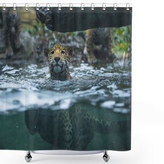 Personality  Young Beautiful Jaguar Shower Curtains