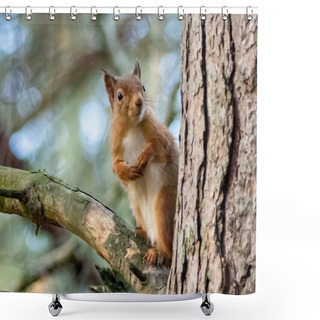 Personality  Red Squirrel In The Woods Shower Curtains
