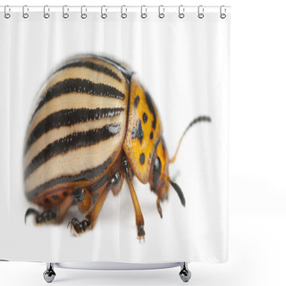Personality  Colorado Potato Beetle, Also Known As The Colorado Beetle, The Ten-striped Spearman, The Ten-lined Potato Beetle Or The Potato Bug, Leptinotarsa Decemlineata, In Front Of White Background Shower Curtains