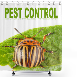 Personality  The Colorado Potato Beetle Shower Curtains