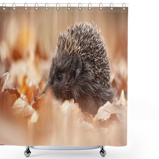 Personality  European Hedgehog, Erinaceus Europaeus, Sniffing In Autumn Forest Shower Curtains
