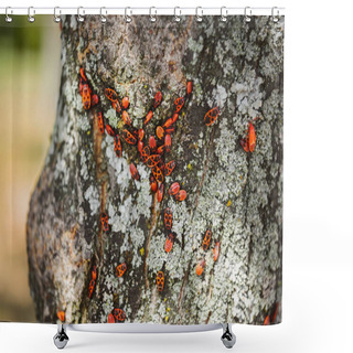 Personality  Selective Focus Of Colony Of Firebugs On Old Tree Trunk Shower Curtains