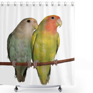 Personality  Lovebirds Isolated On White Background Agapornis Roseicollis Shower Curtains