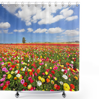 Personality  The Field, Blooming Colorful Garden Buttercups Shower Curtains