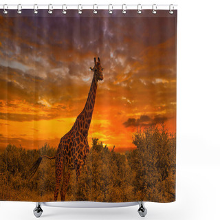 Personality  Beautiful Pictures Of Africa Sunset And Sunrise With Giraffes Shower Curtains