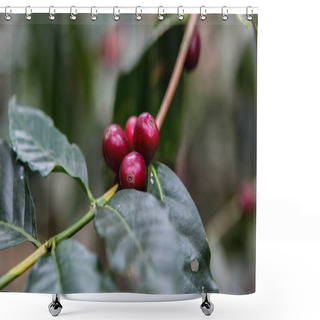 Personality  Growing Coffee Cherries Shower Curtains