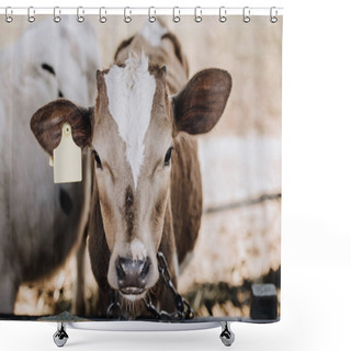 Personality  Portrait Of Adorable Domestic Calf Standing In Stall At Farm  Shower Curtains