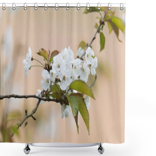 Personality  Blooming Cherry In Early Spring Shower Curtains