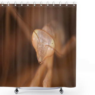 Personality  Praying Mantis ( Mantis Religiosa ) Shower Curtains