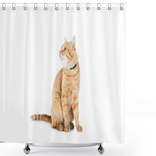 Personality  Cute Domestic Tabby Cat With Collar Looking Up Isolated On White Shower Curtains
