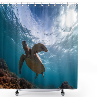 Personality  Turtle In The Sea Shower Curtains