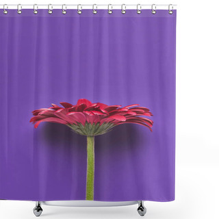 Personality  Top View Of Beautiful Single Gerbera Flower On Purple, Mothers Day Concept Shower Curtains