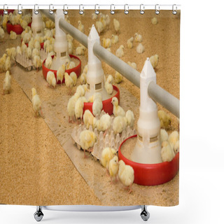 Personality  Group Of Few Days Old Baby Chicken Shower Curtains