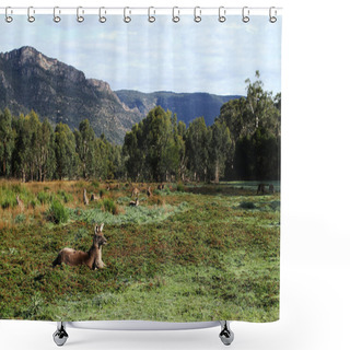 Personality  Paddock With Kangaroos And Surrounding Hills In Halls Gap Valley Shower Curtains