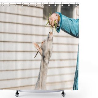 Personality  Cropped Image Of Male Farmer Feeding Goat By Grass Near Wooden Fence At Farm  Shower Curtains