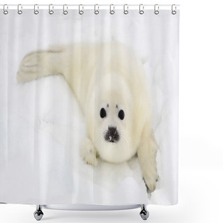 Personality  Baby Harp Seal Pup Shower Curtains