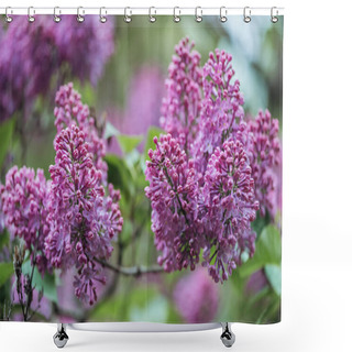 Personality  Close Up View Of Lilac Branches With Small Violet Flowers Shower Curtains