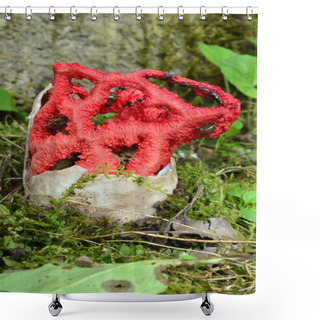 Personality  Red Cage Mushroom Shower Curtains